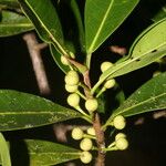 Ficus americana Plod