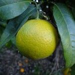 Citrus sinensis Other