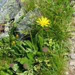 Senecio doronicum Flower