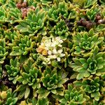 Azorella aretioides Kvet