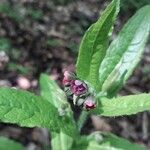 Cynoglossum germanicum Blodyn