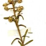 Alyssum alyssoides Likasa