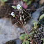 Cerastium scaposum Vekstform