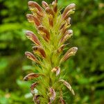 Pedicularis bracteosa Цветок