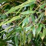 Phyllostachys nigra Leaf