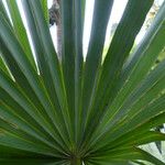 Copernicia alba Hoja