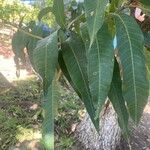 Mangifera indica Blatt