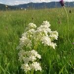 Galium boreale Цвят