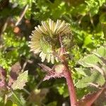 Sonchus oleraceus Habit