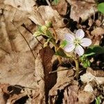 Claytonia caroliniana Fleur