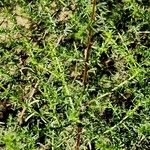 Artemisia campestris Leaf