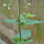 Scrophularia scorodonia Leaf