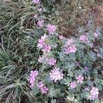 Malva sylvestris Habit