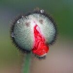 Papaver orientale Blomma