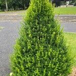 Taxus canadensis 葉