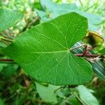 Calystegia sepium Leaf