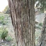 Juniperus oxycedrus Kôra