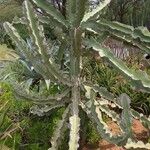 Euphorbia murieliiبرگ