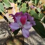 Bauhinia purpurea Λουλούδι