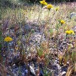 Chaenactis glabriuscula Hábito