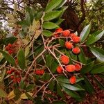 Cnestidium rufescens Fruit