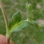 Potentilla crantzii পাতা