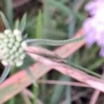 Scabiosa canescens फल