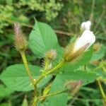 Distimake aegyptius फूल