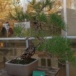 Pinus thunbergii 形态