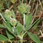 Trifolium leucanthum Flower