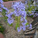 Campanula lactiflora फूल