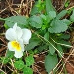 Viola arvensis Blatt