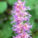 Astilbe rubra 花