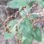 Desmodium tortuosum Fruto