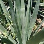 Agave sisalana Rusca