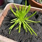 Ranunculus minimus Leaf