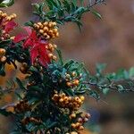 Pyracantha coccinea Fruit