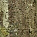 Pachira dolichocalyx Bark