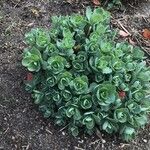 Sedum telephium Habit