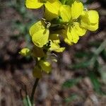 Erysimum diffusum Flower