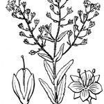 Veronica anagalloides Other