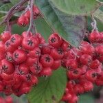 Cotoneaster coriaceus 果