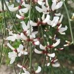 Retama raetam Fleur