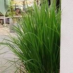 Acorus calamus Агульны выгляд