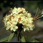 Rhododendron columbianum Flor