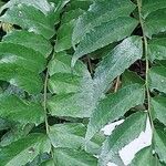 Cyrtomium fortunei Leaf