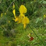 Crotalaria laburnifolia फूल