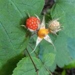 Rubus phoenicolasius Frukt