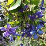 Clematis integrifolia Агульны выгляд