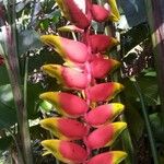 Heliconia rostrata 花